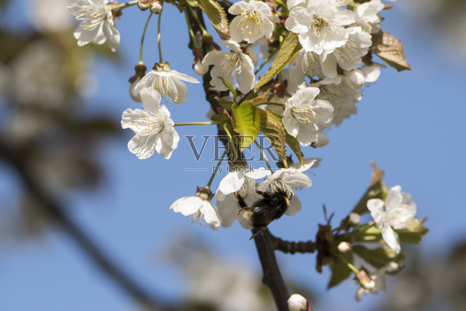 为春天开花的樱桃树授粉的昆虫照片摄影图片