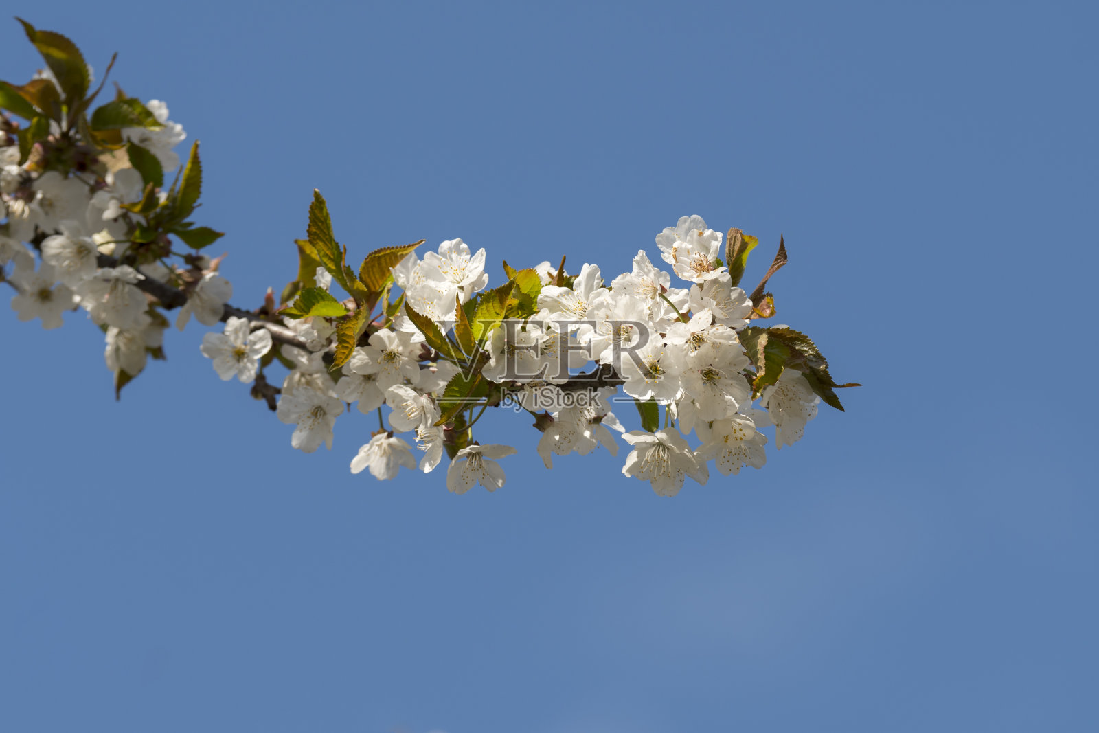 为春天开花的樱桃树授粉的昆虫照片摄影图片