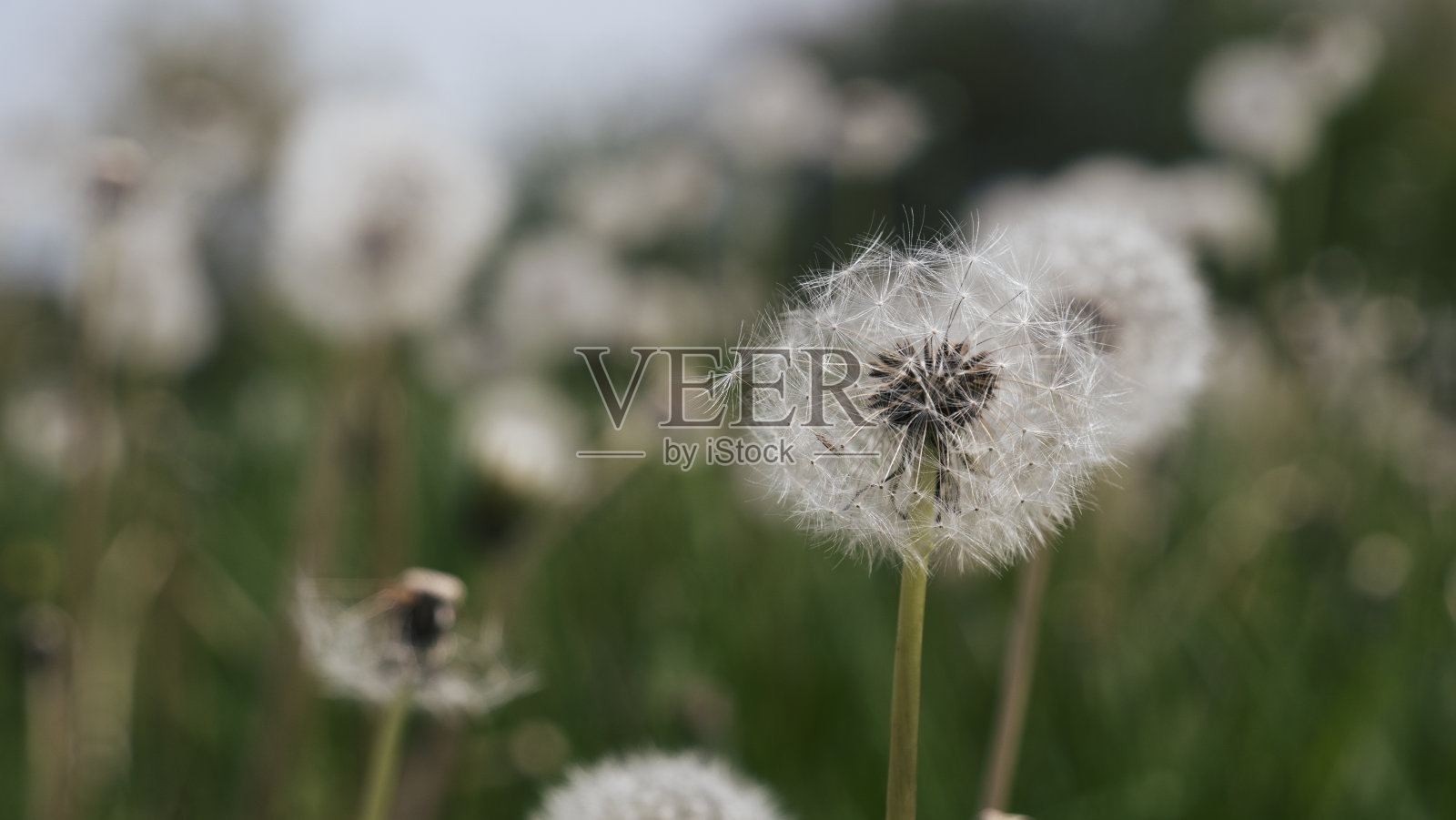 野外的蒲公英田。照片摄影图片