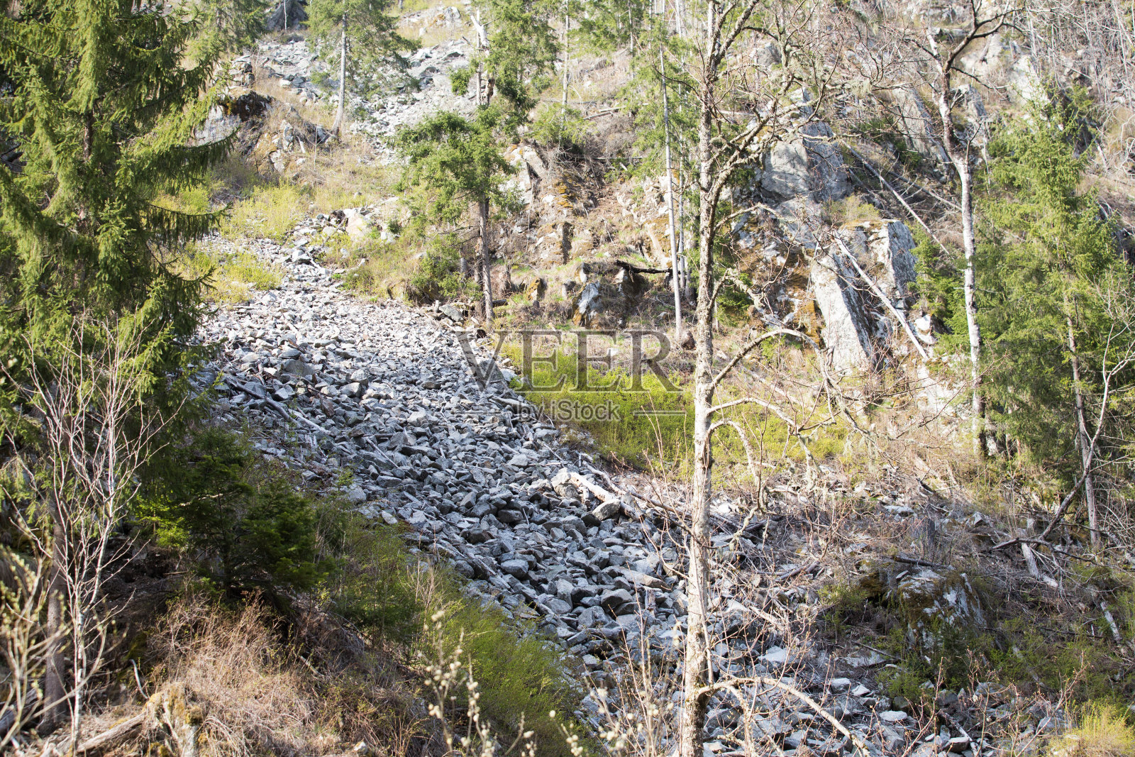 非法采伐。滥伐森林，有落石危险照片摄影图片