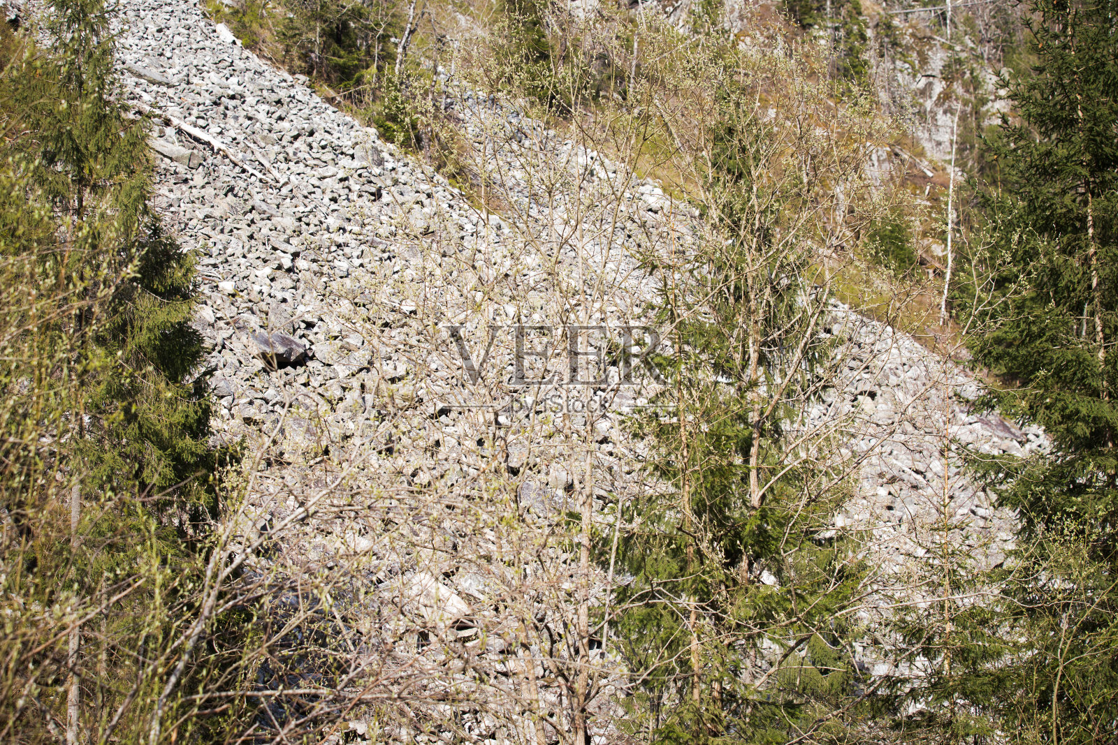 非法采伐。滥伐森林，有落石危险照片摄影图片