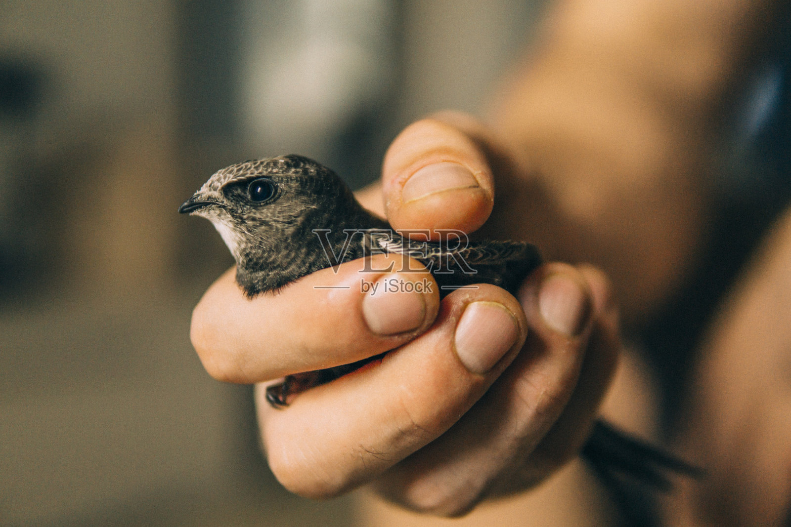 吞下照片摄影图片