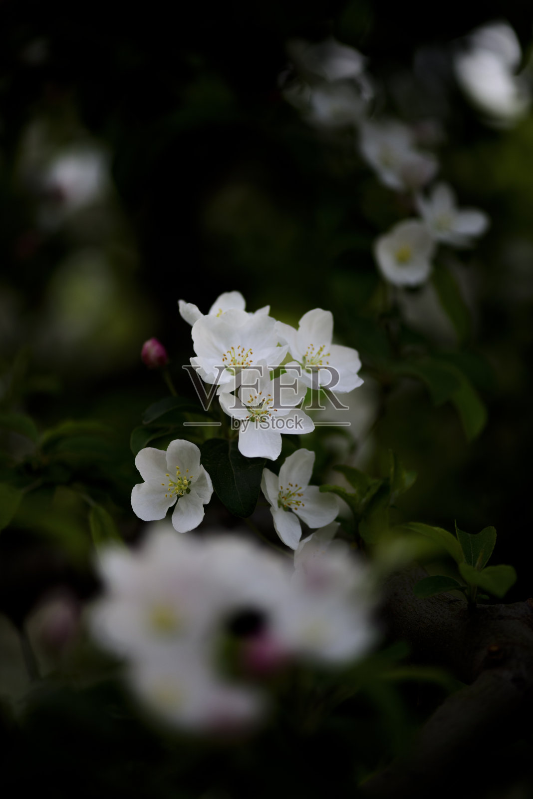苹果花照片摄影图片