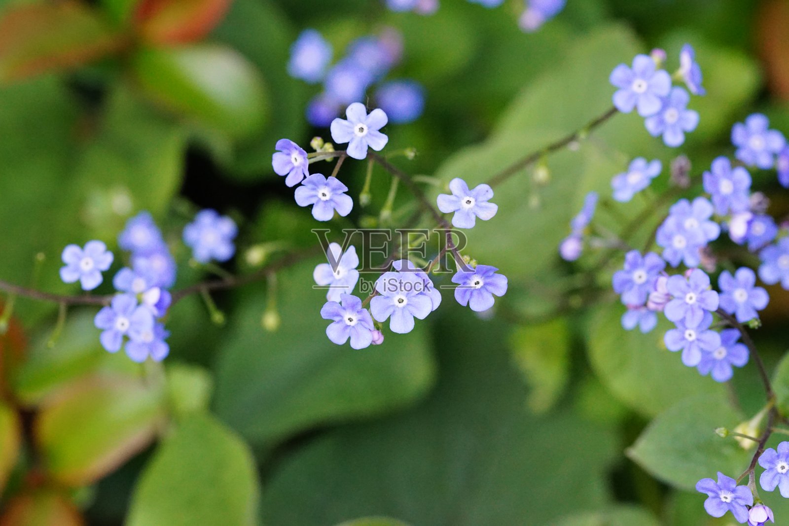 白色花朵，背景柔和照片摄影图片
