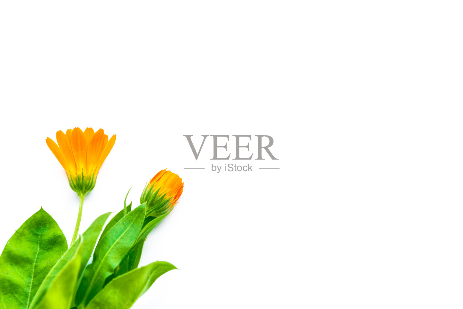 孤立在白色背景上的万寿菊花。照片摄影图片