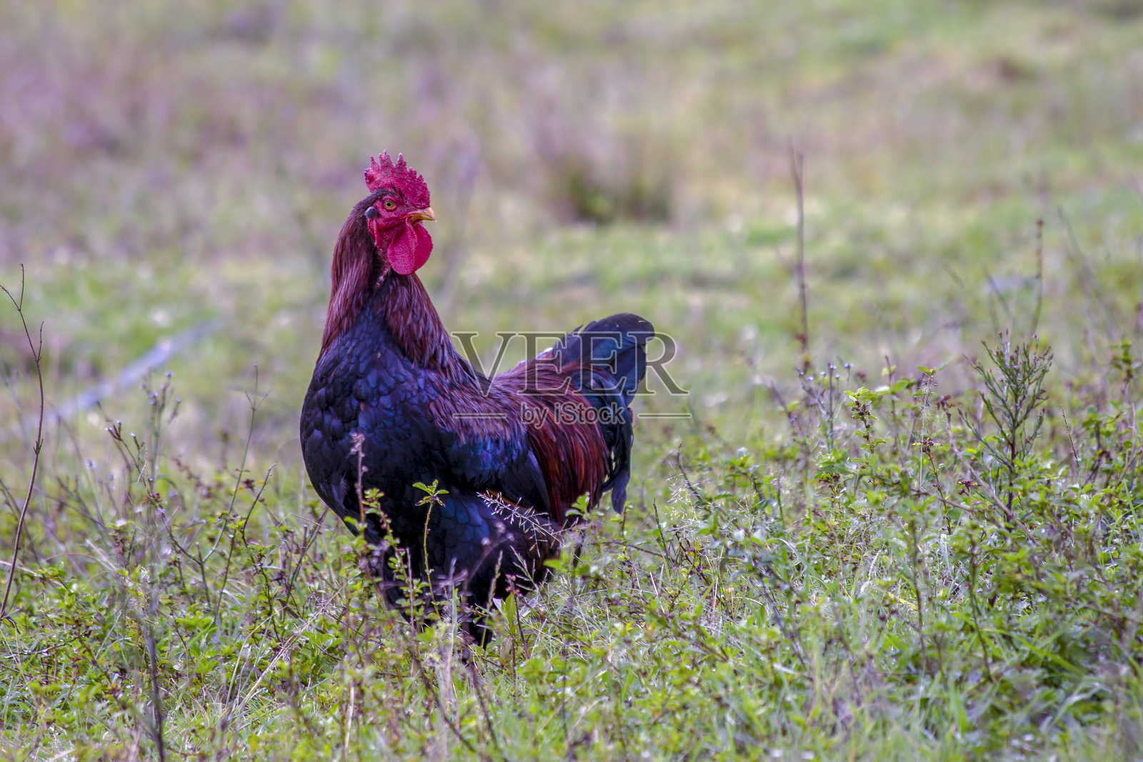 公鸡在田野上行走照片摄影图片