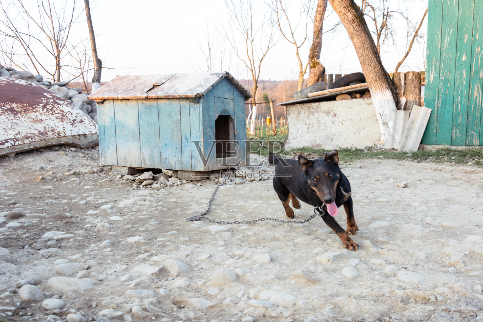 那只黑色的猎犬被拴在电话亭附近的铁链上，站在院子里照片摄影图片