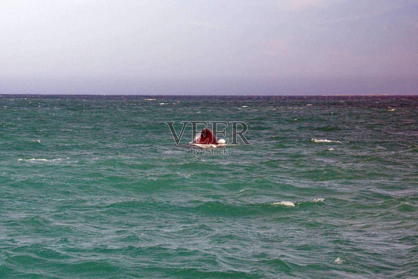 南露脊鲸照片摄影图片