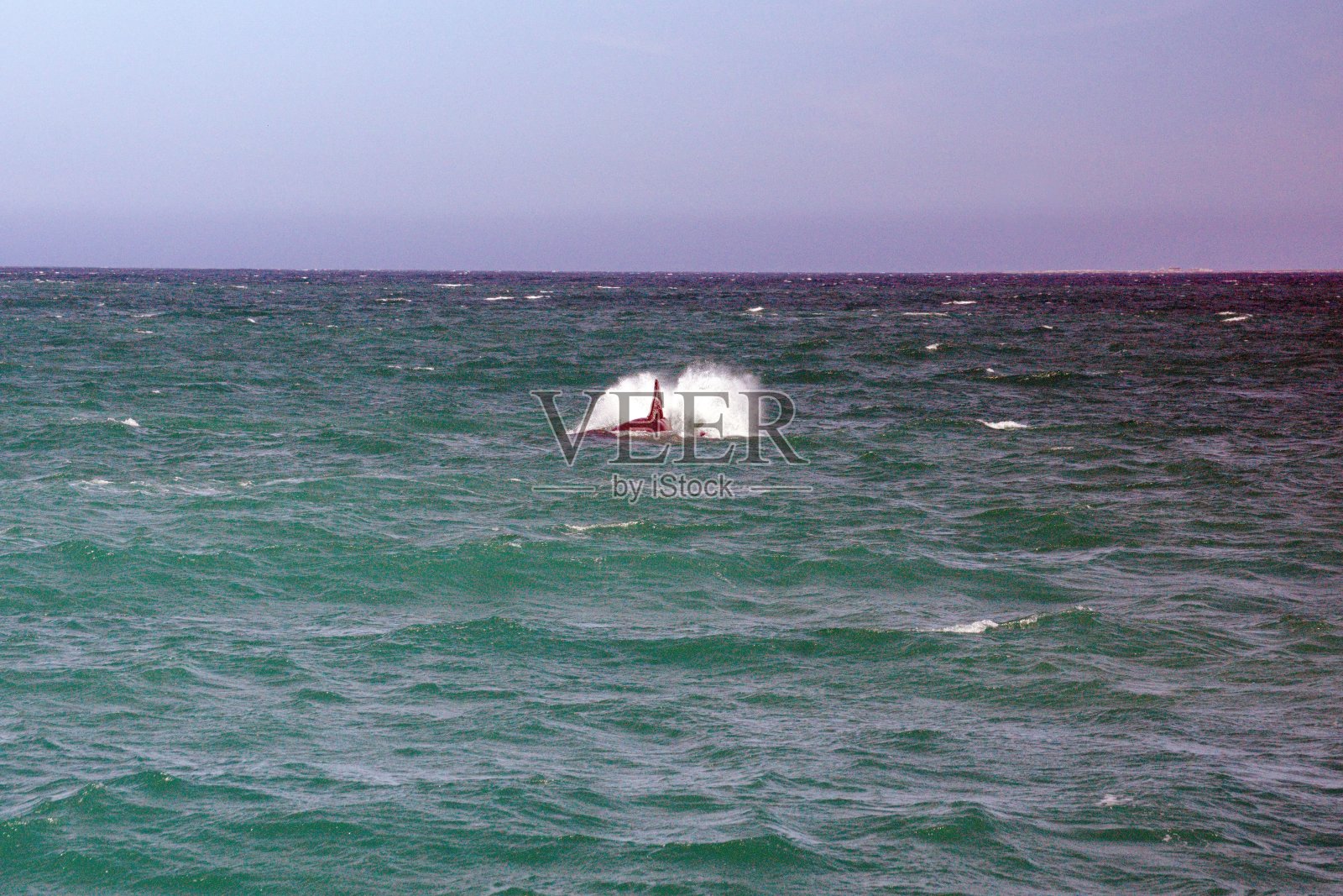 南露脊鲸破裂照片摄影图片