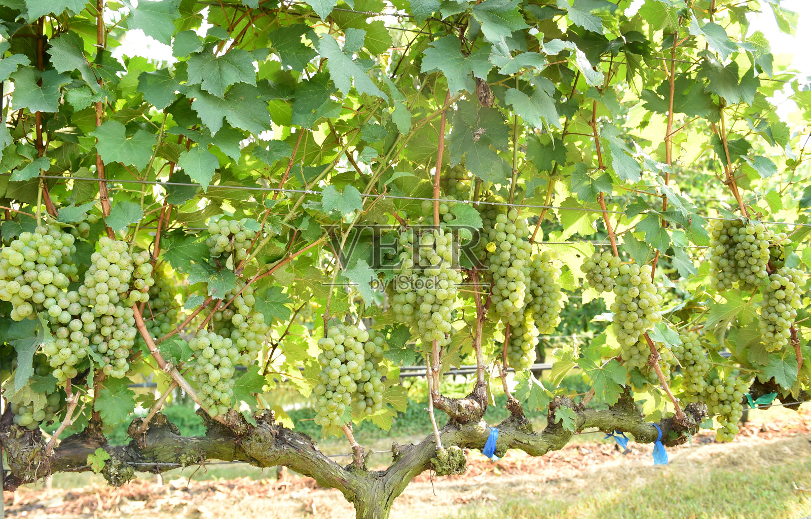 葡萄藤和一串白葡萄照片摄影图片