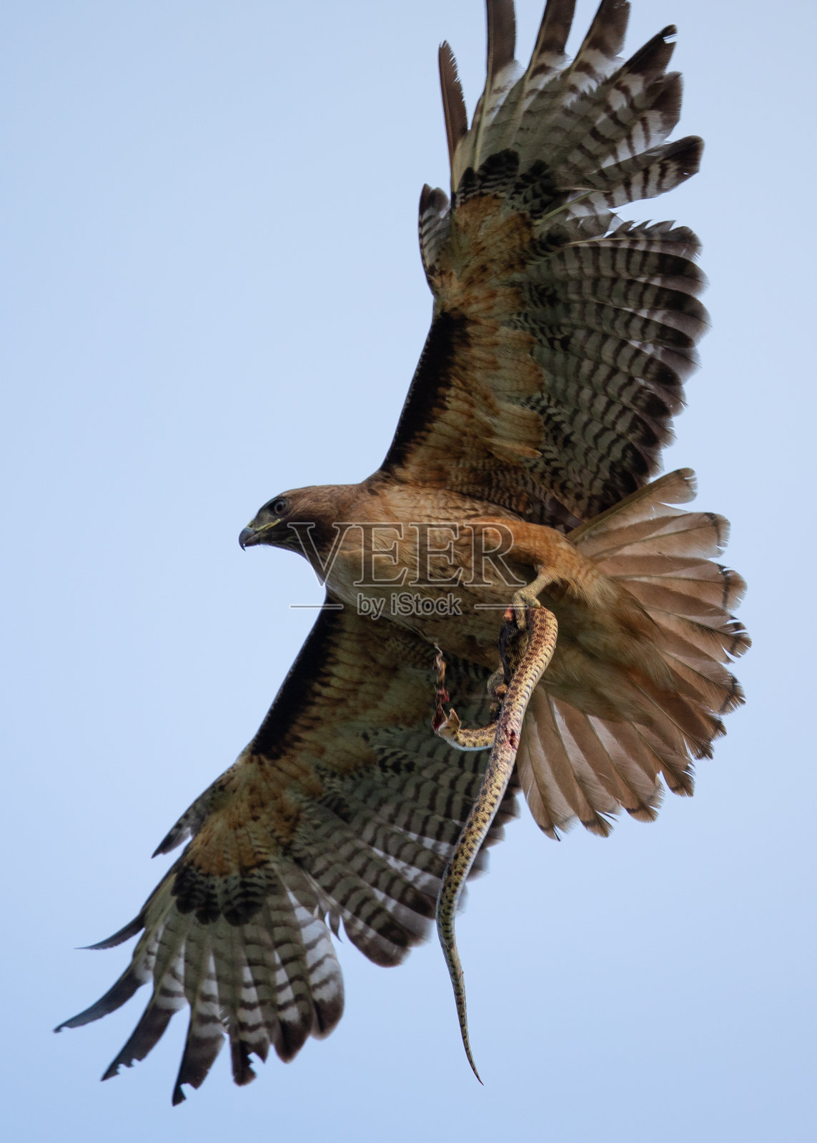 这是一只红尾鹰，它的爪子里夹着一条袜带蛇，这是在北加州野外看到的照片摄影图片