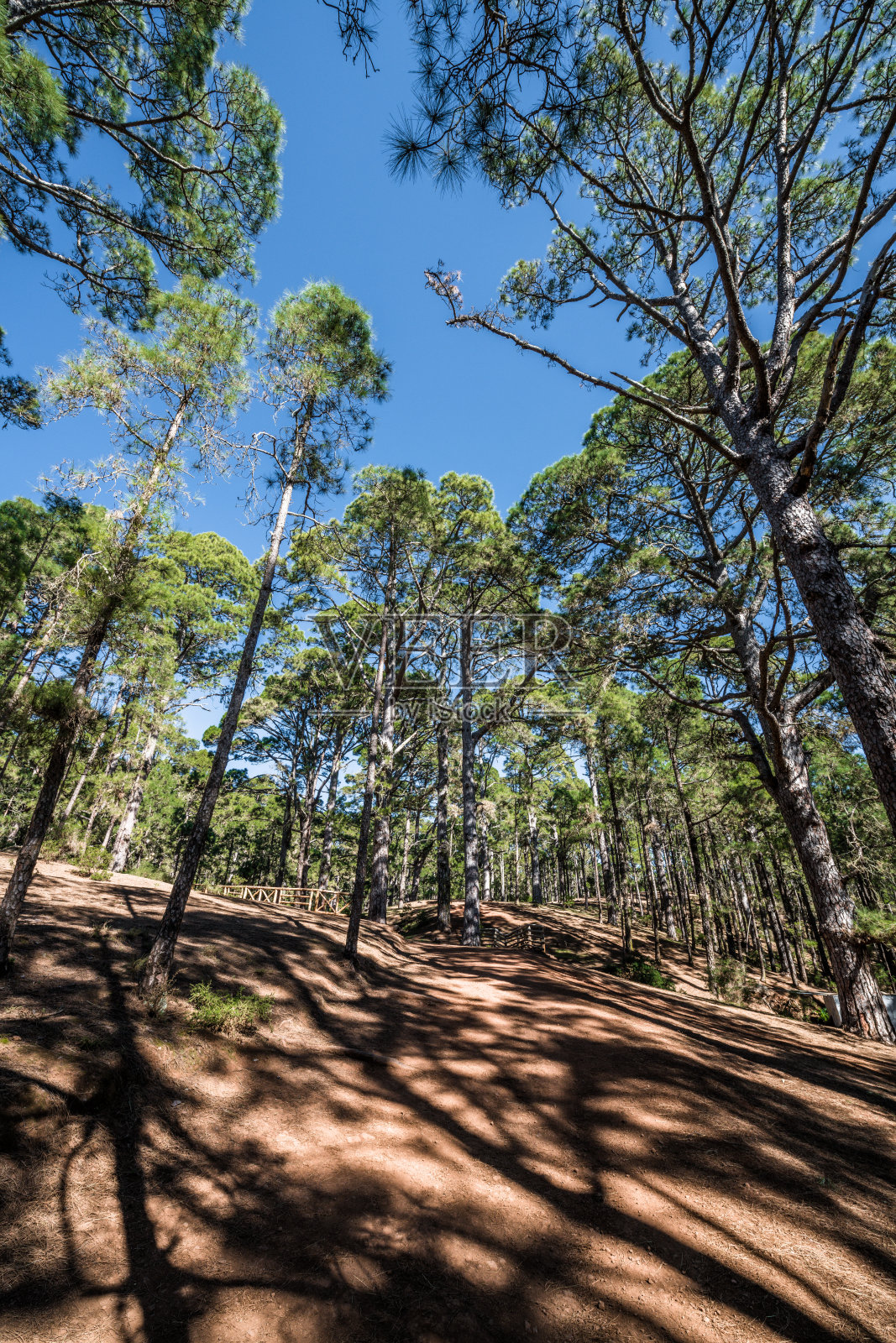 金丝雀松树树冠的阴影照片摄影图片