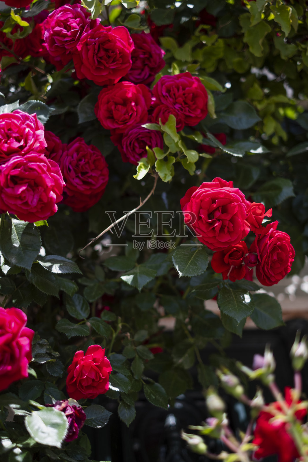 一束鲜花，土耳其伊兹密尔福卡照片摄影图片