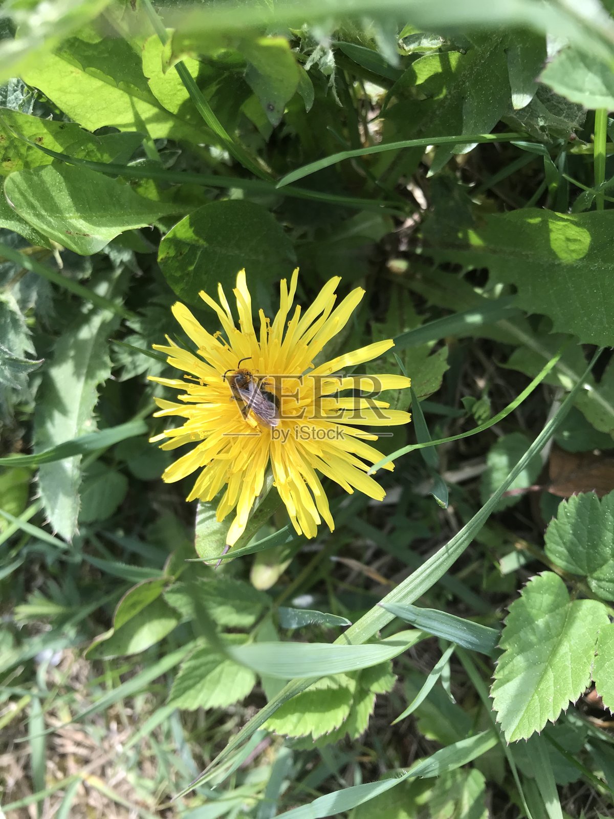 蒲公英开着虫子照片摄影图片