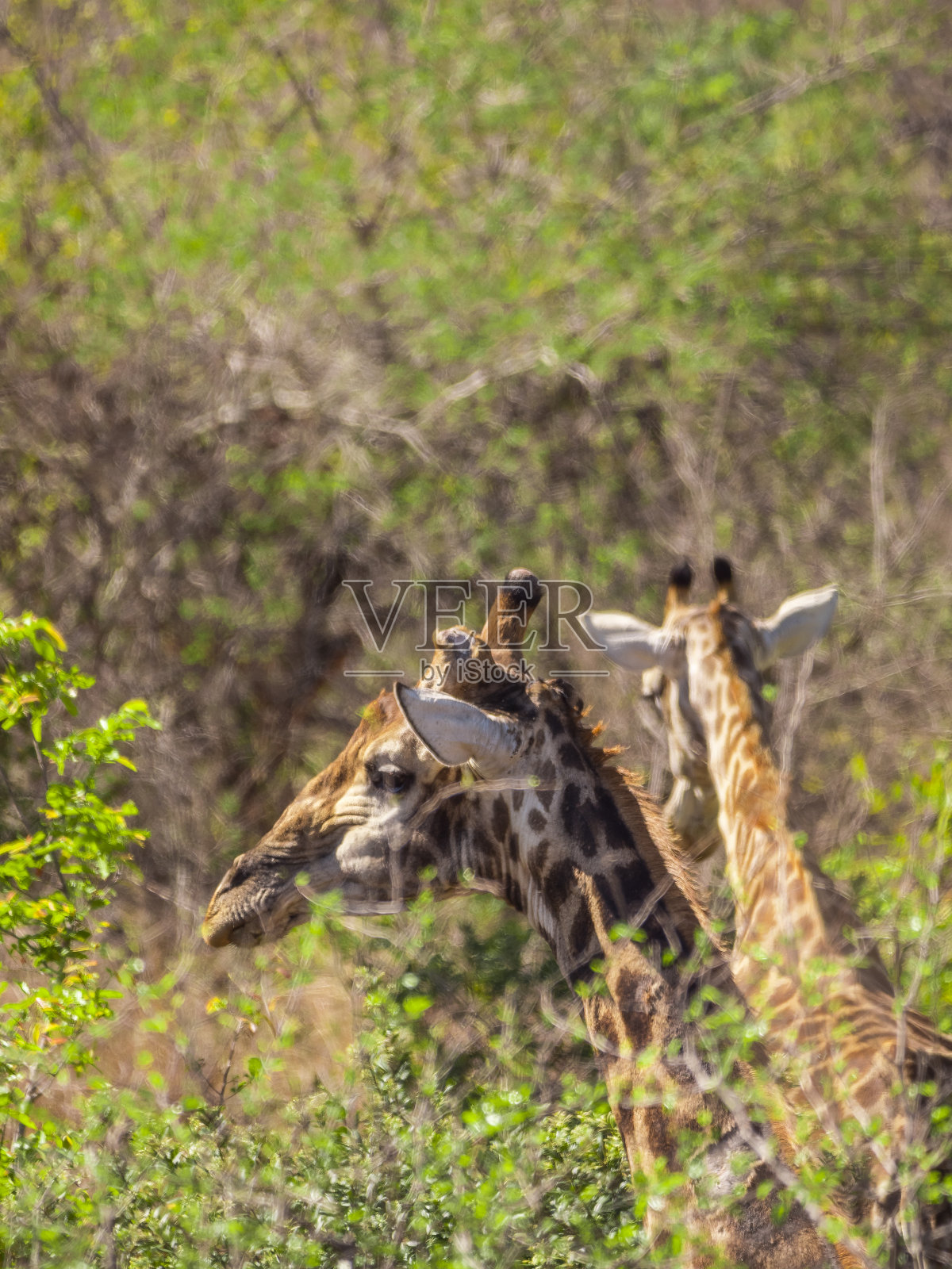 长颈鹿在吃树上的叶子照片摄影图片