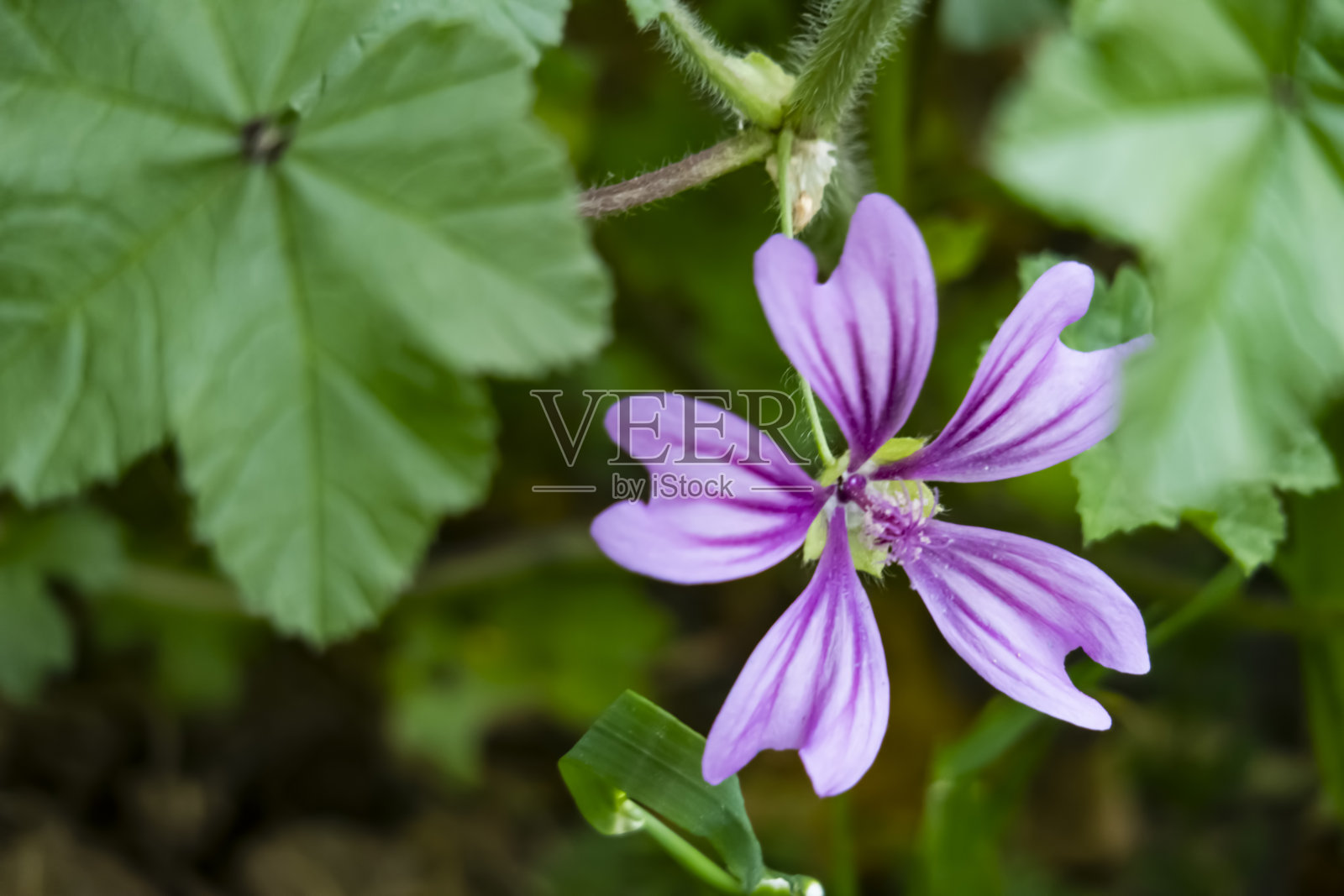 近距离观察大自然中的野葵。锦葵是大约25-30种草本植物的一个属照片摄影图片