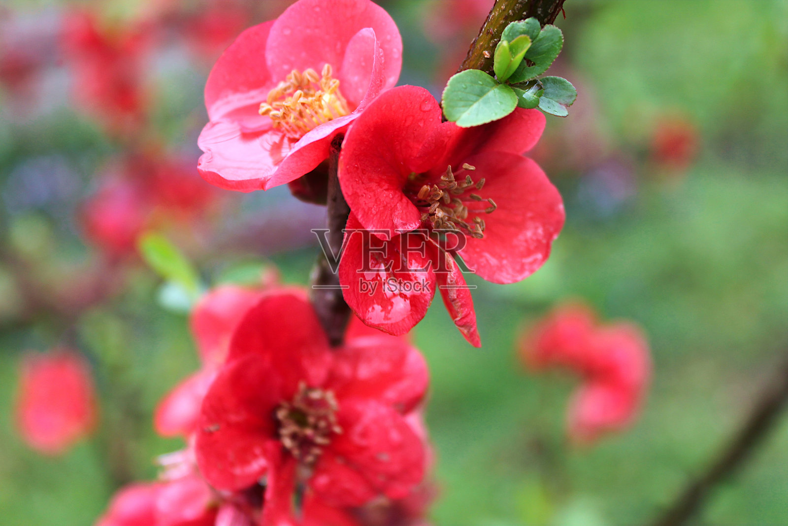 雨后日本木瓜花的特写照片摄影图片
