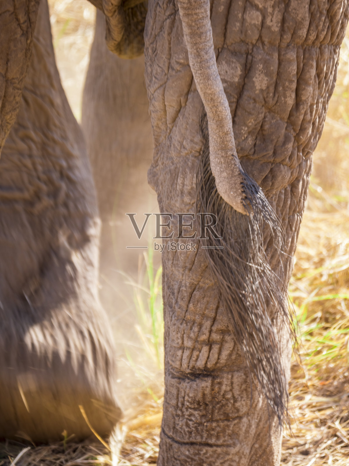 大象单脚行走照片摄影图片
