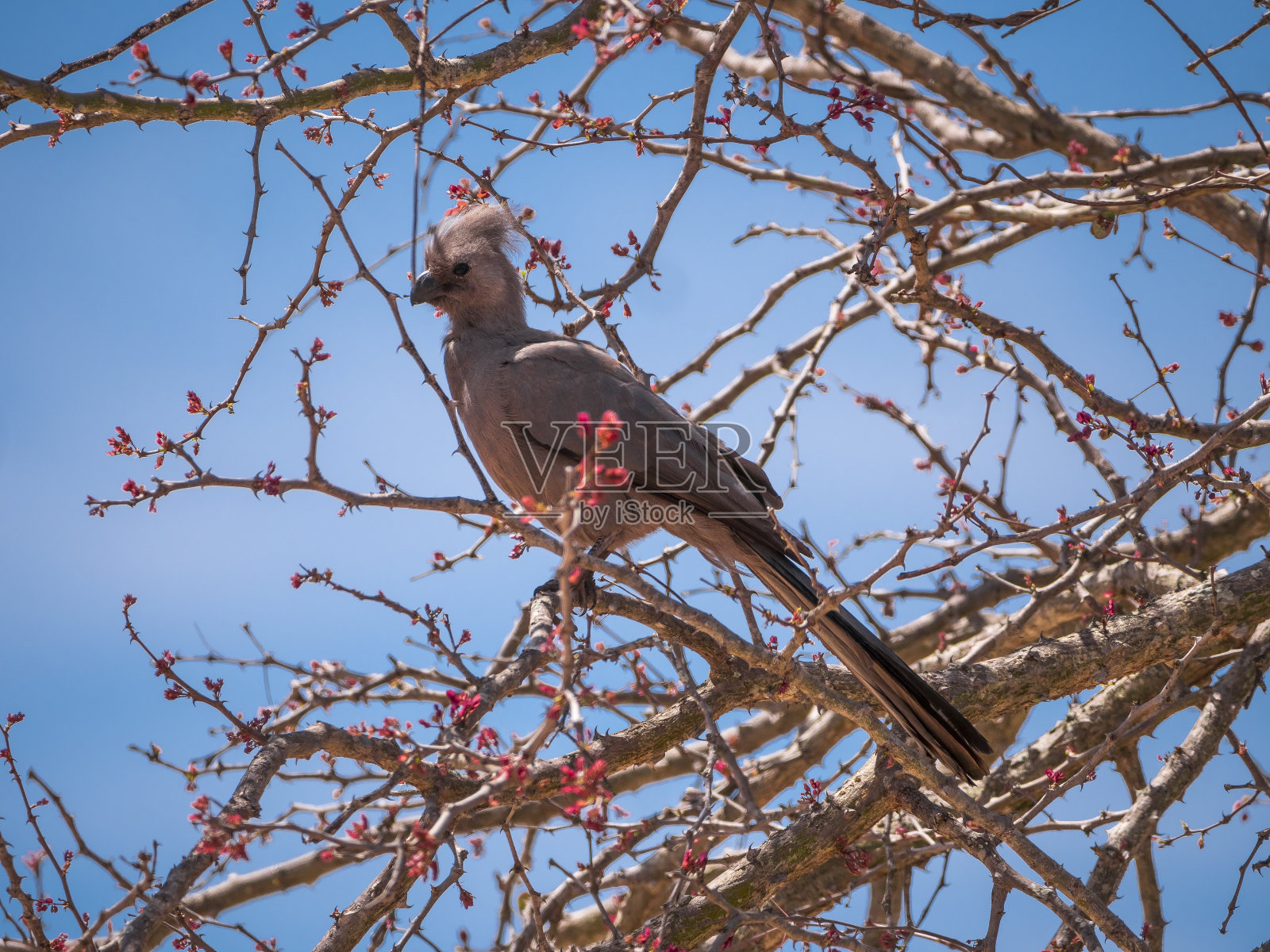 灰鸟在树上飞走照片摄影图片