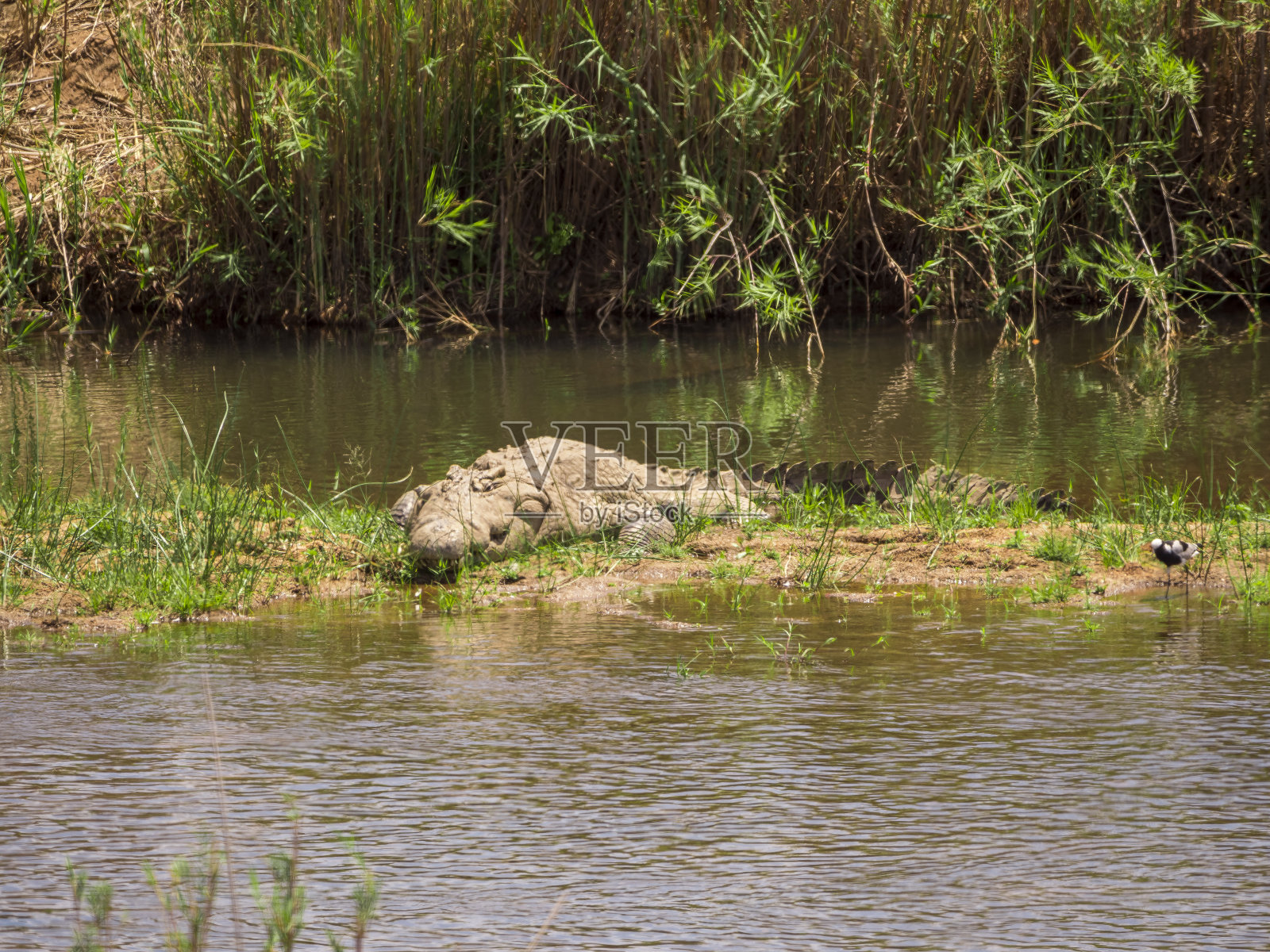 鳄鱼在阳光下休息照片摄影图片