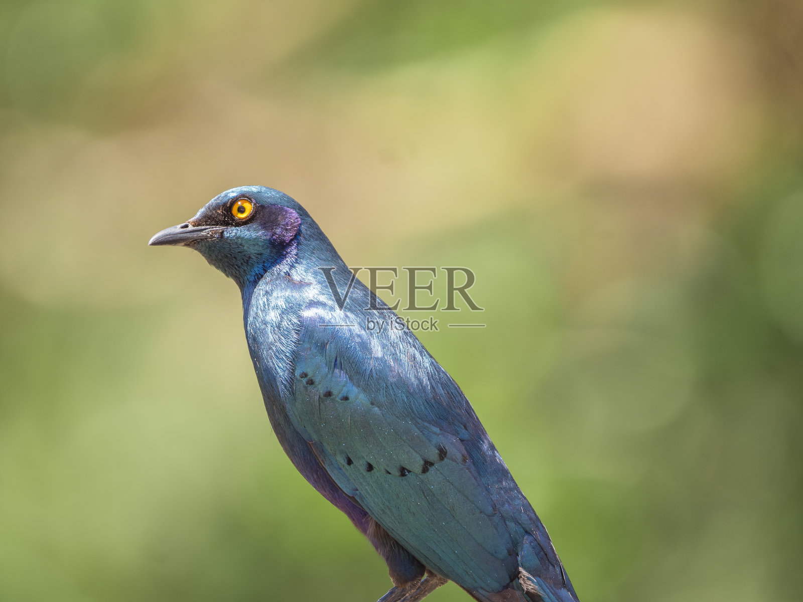 大蓝耳椋鸟的特写照片摄影图片