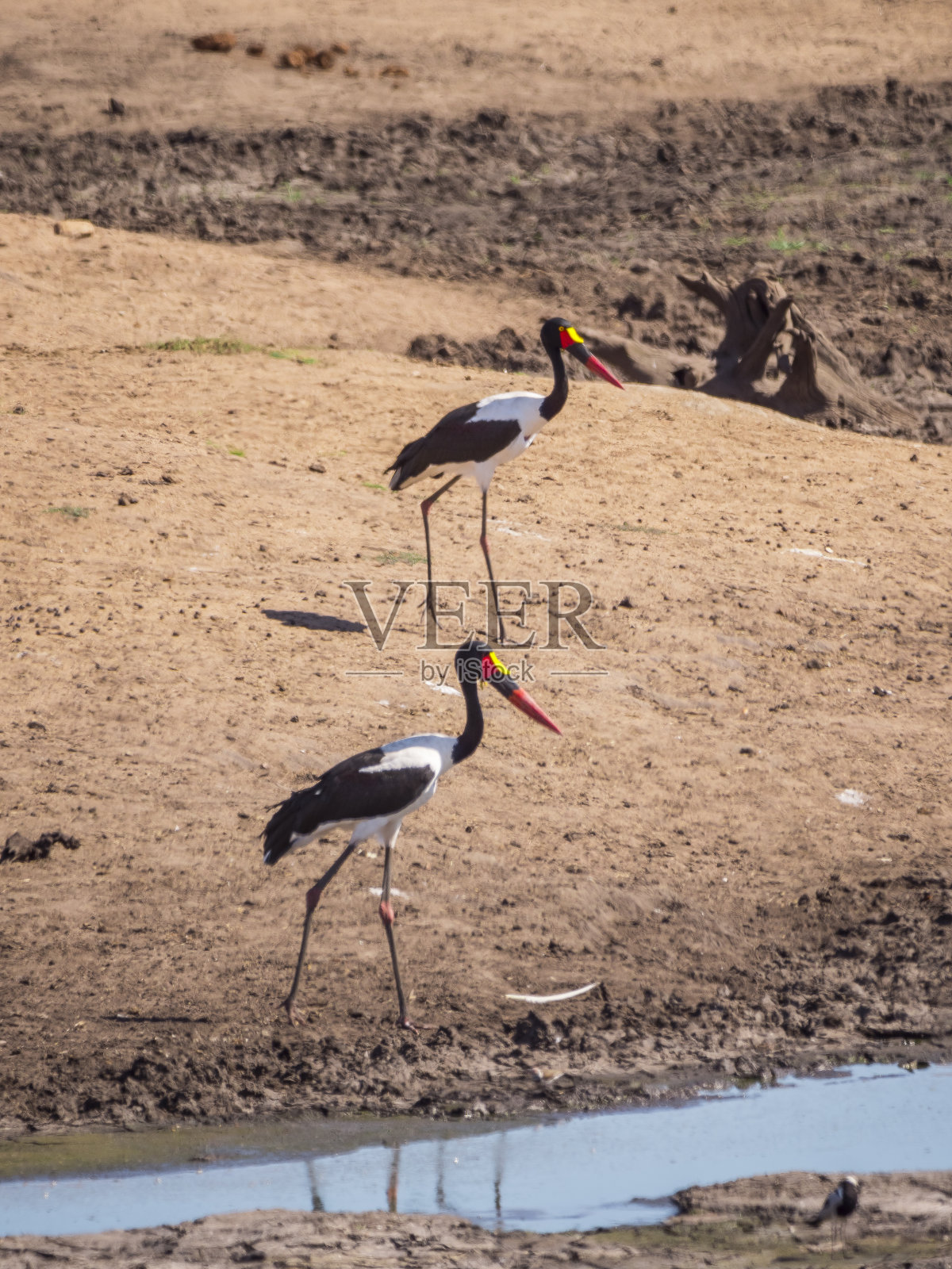 两只鞍嘴鹳捉鱼照片摄影图片