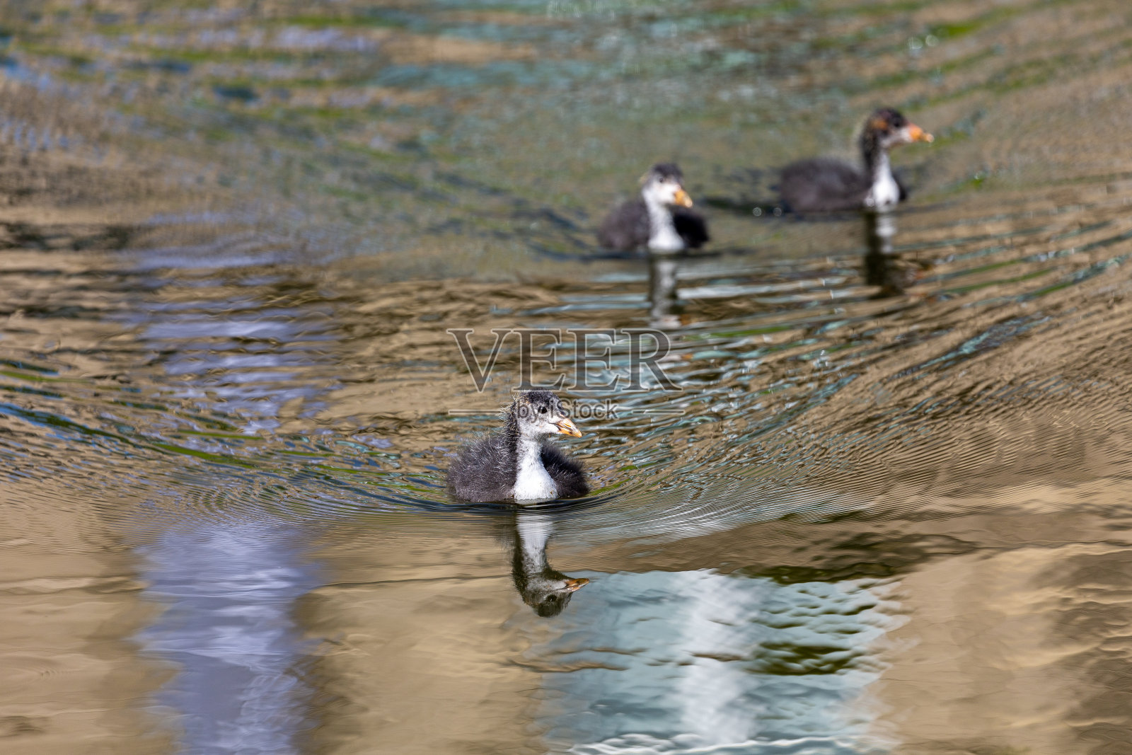 鸟在水中照片摄影图片