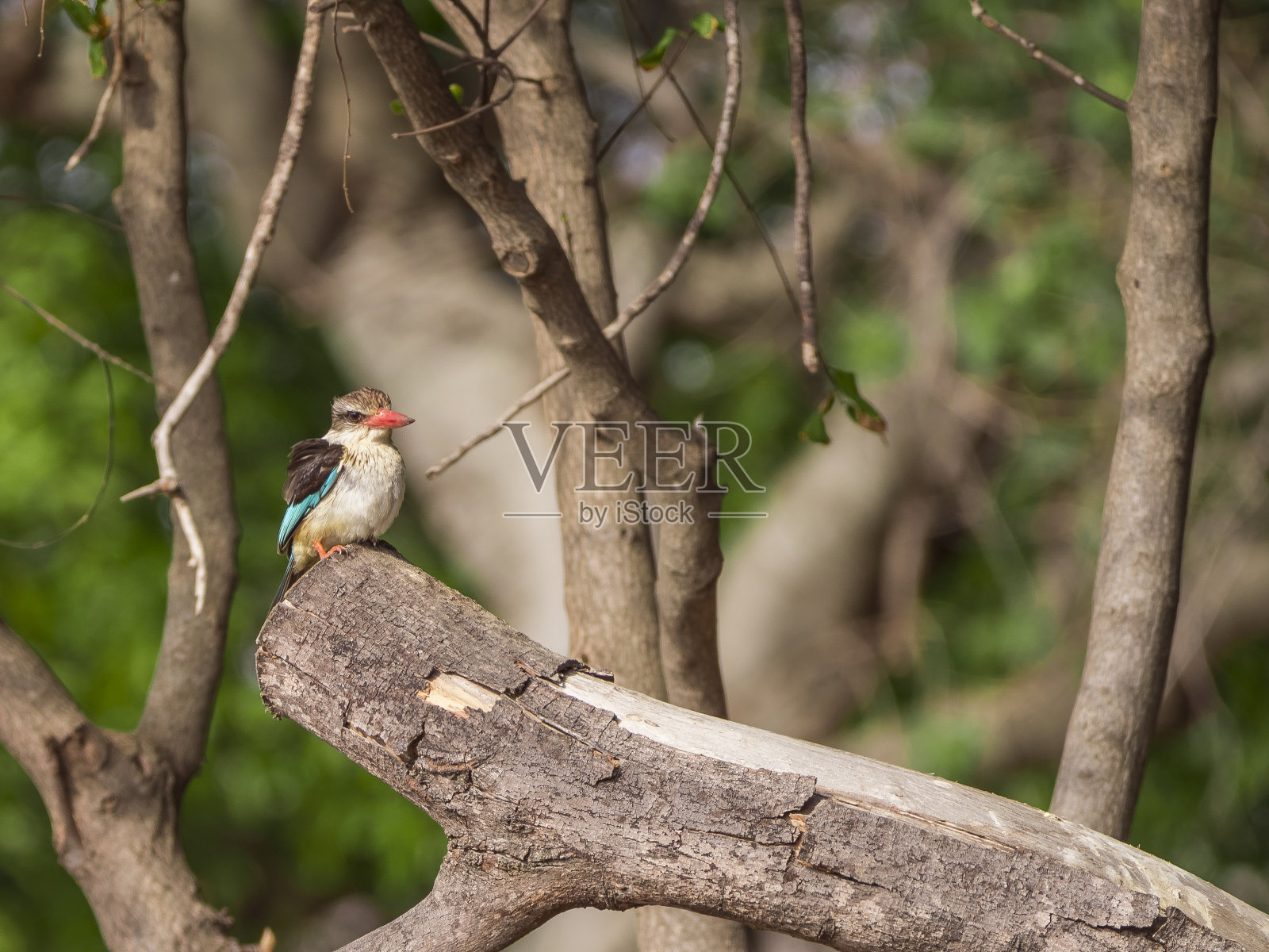 克鲁格公园的翠鸟照片摄影图片
