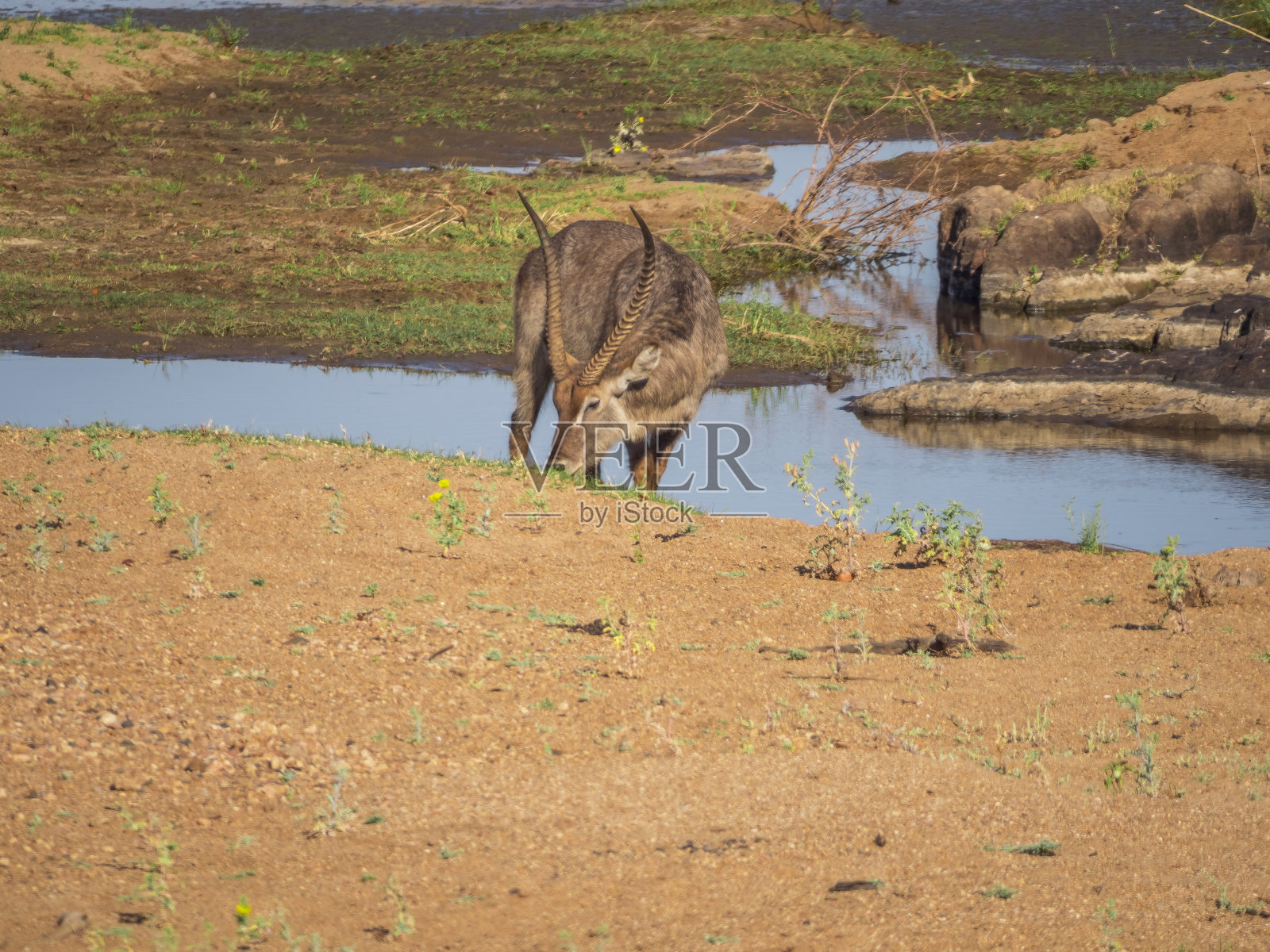 水鹿在水边吃草照片摄影图片