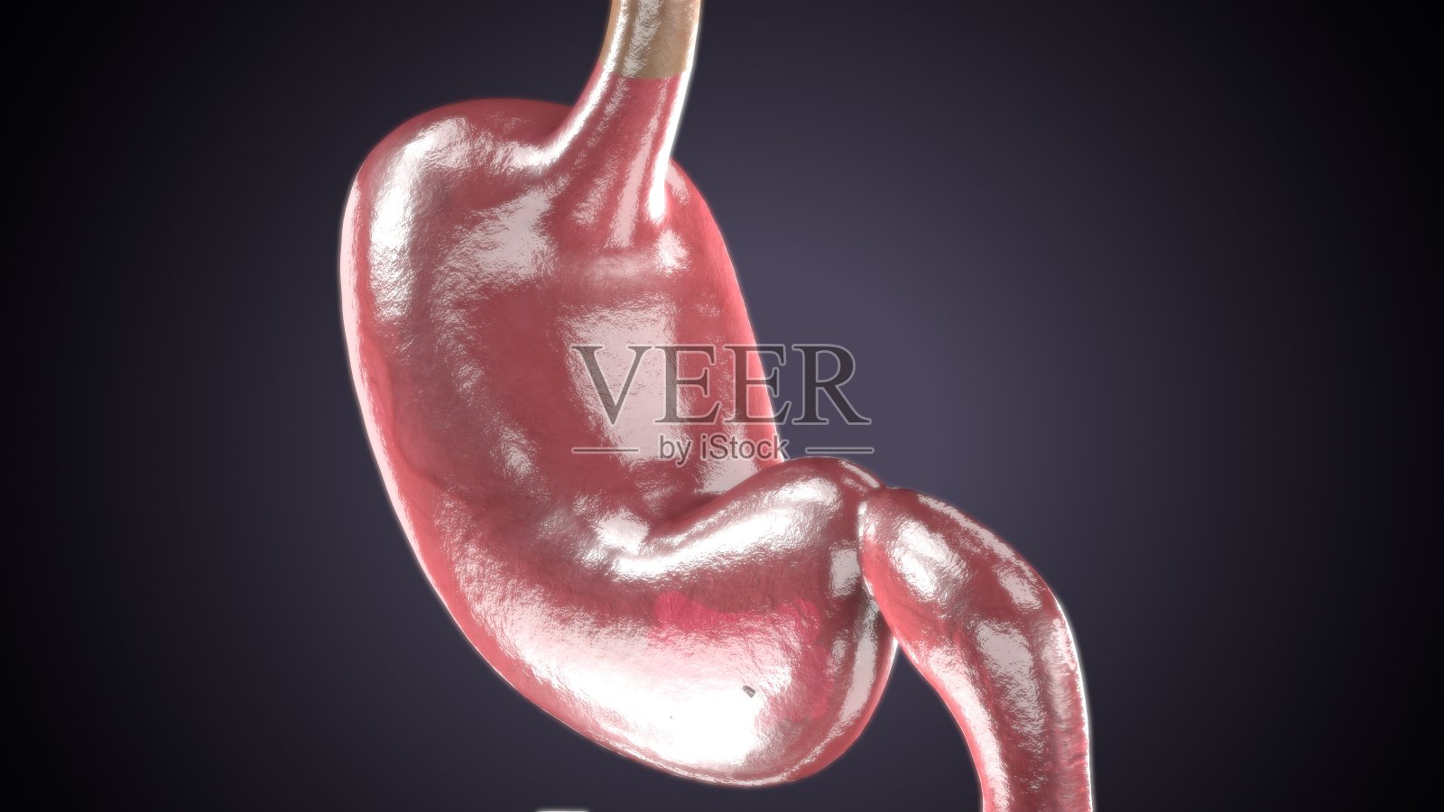 人体胃解剖三维示意图照片摄影图片