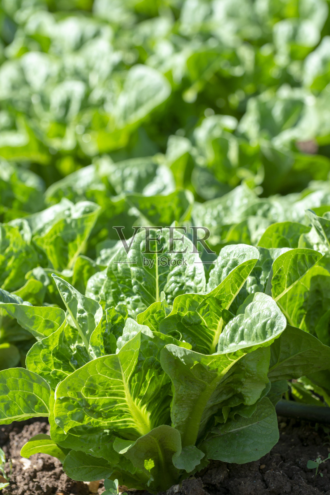 在希腊阳光下长着一排排绿色长叶莴苣嫩芽的农田。照片摄影图片