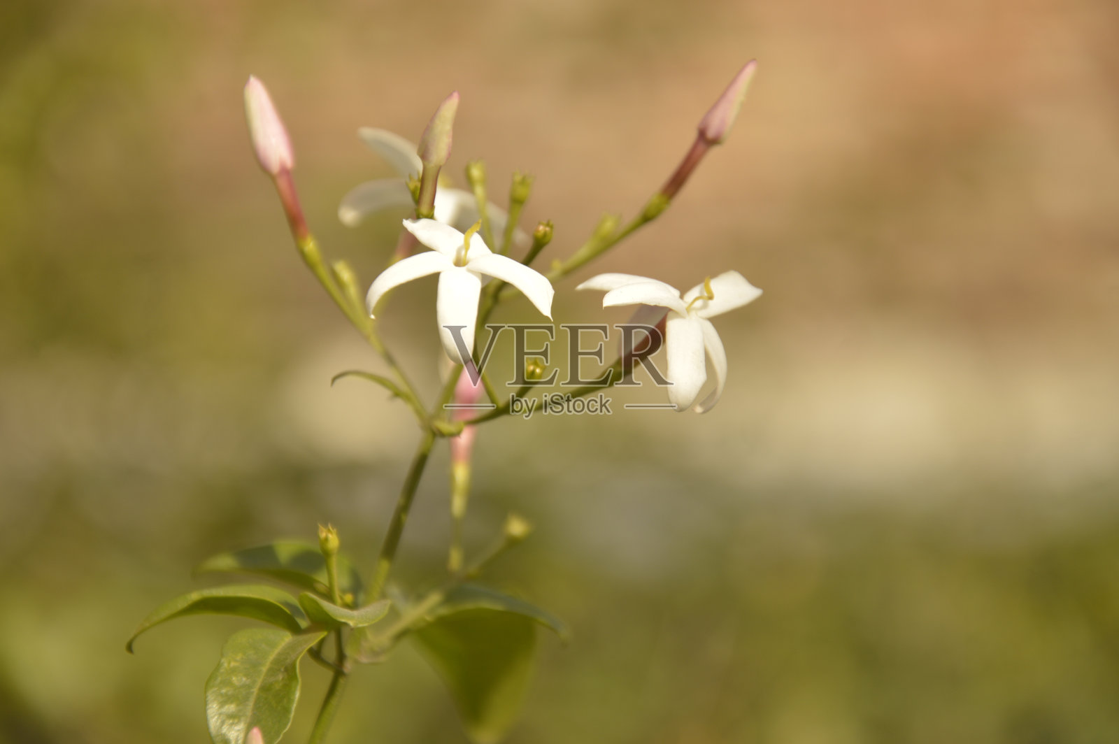 自然和鲜花照片摄影图片