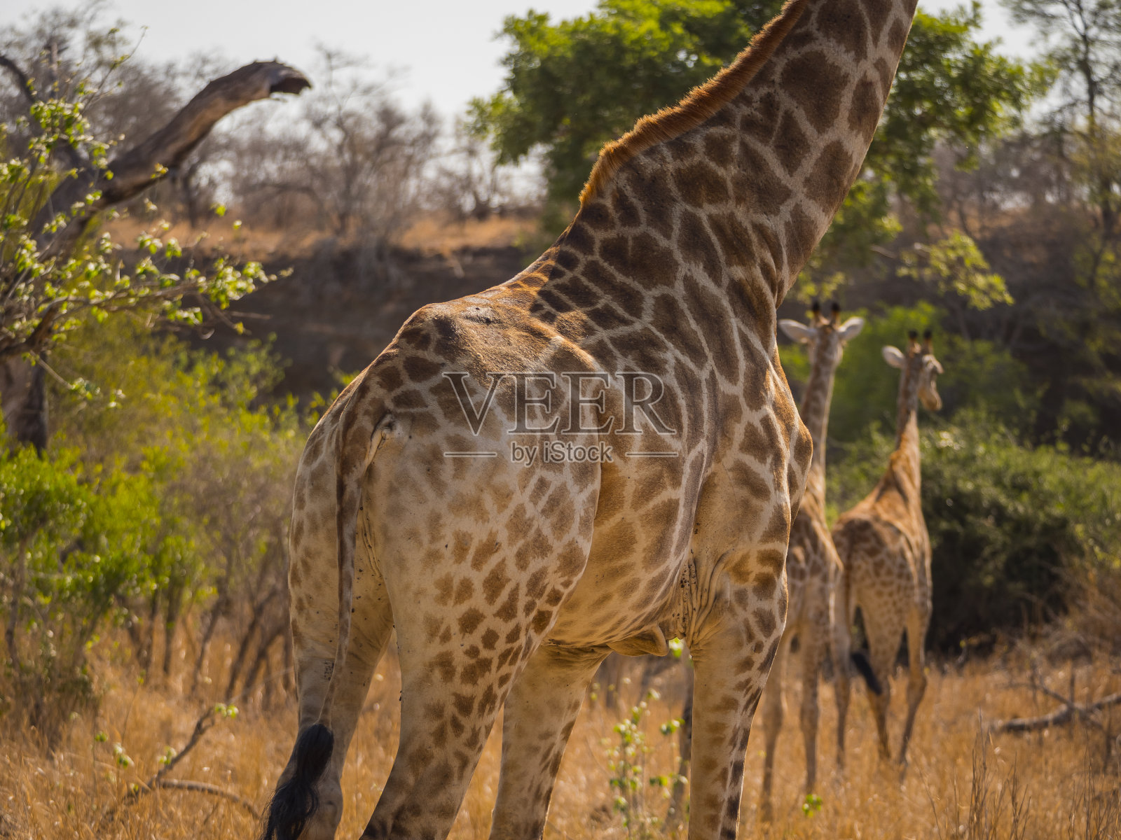 长颈鹿吃树叶照片摄影图片
