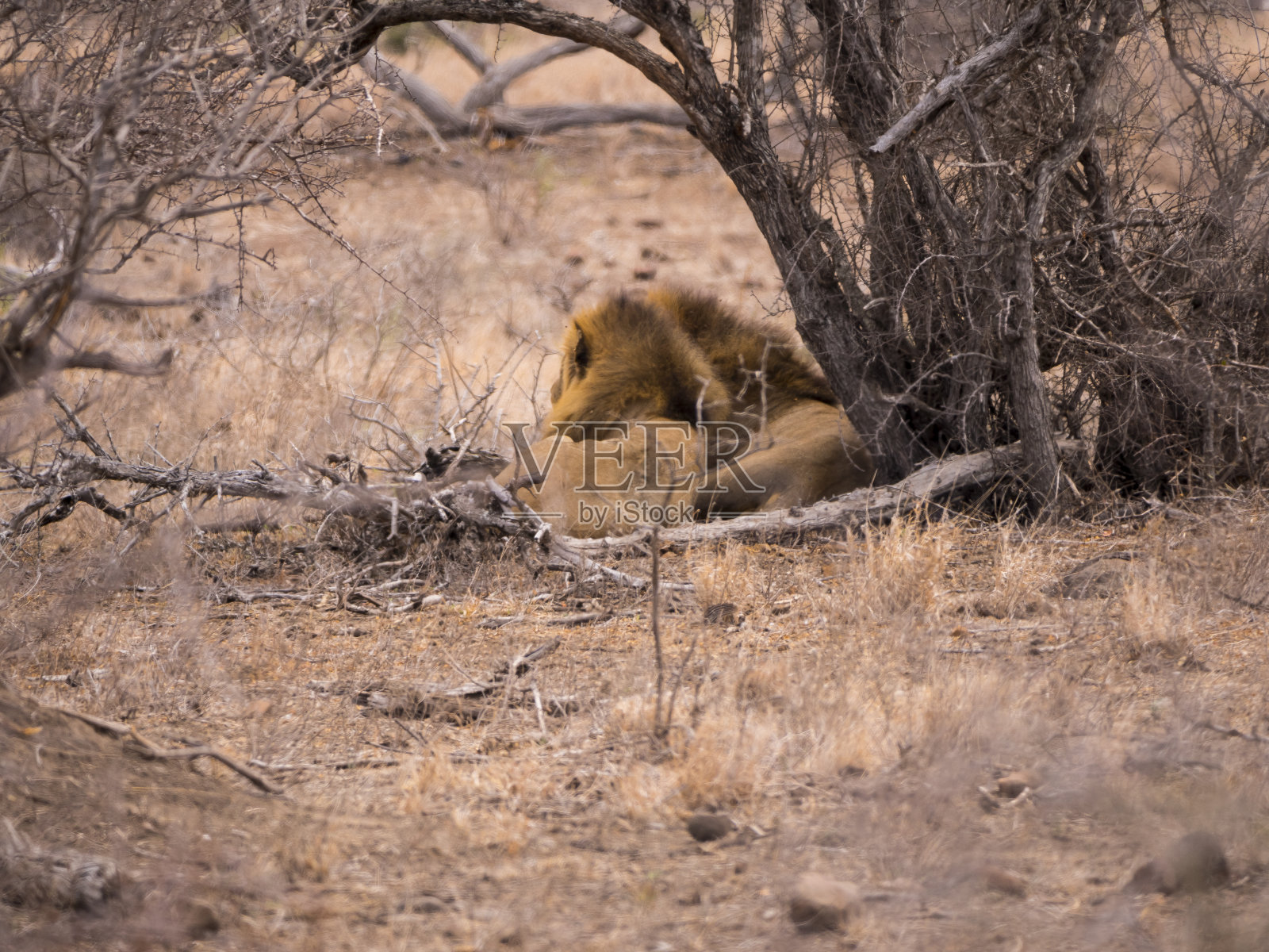 两只雄狮在灌木丛后休息照片摄影图片