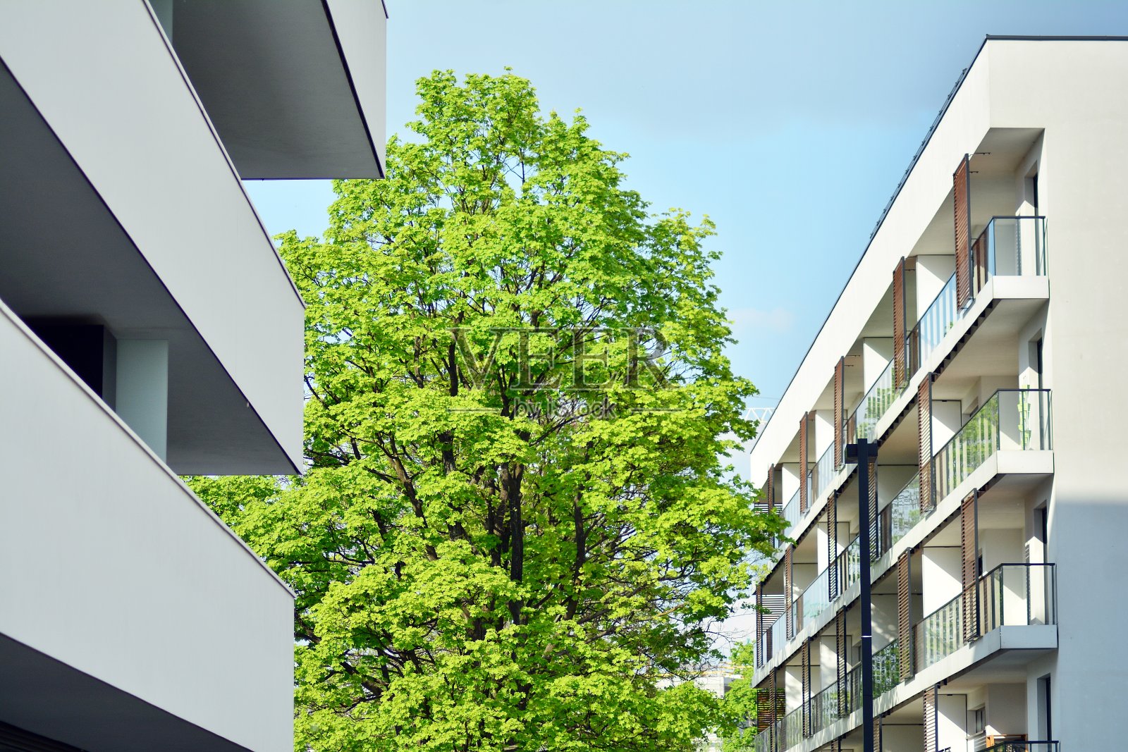 城市住宅附近的观赏灌木和植物照片摄影图片