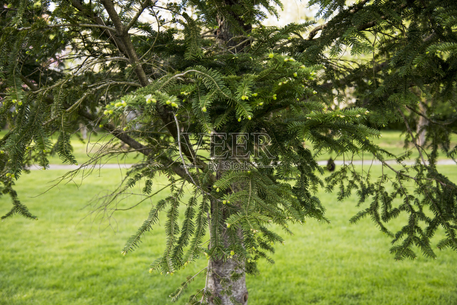亮绿色冷杉树枝的宏观特写照片摄影图片