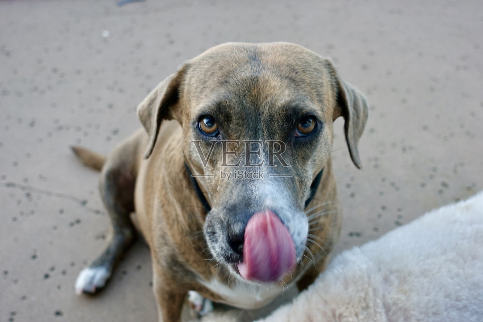 狗自助餐照片摄影图片