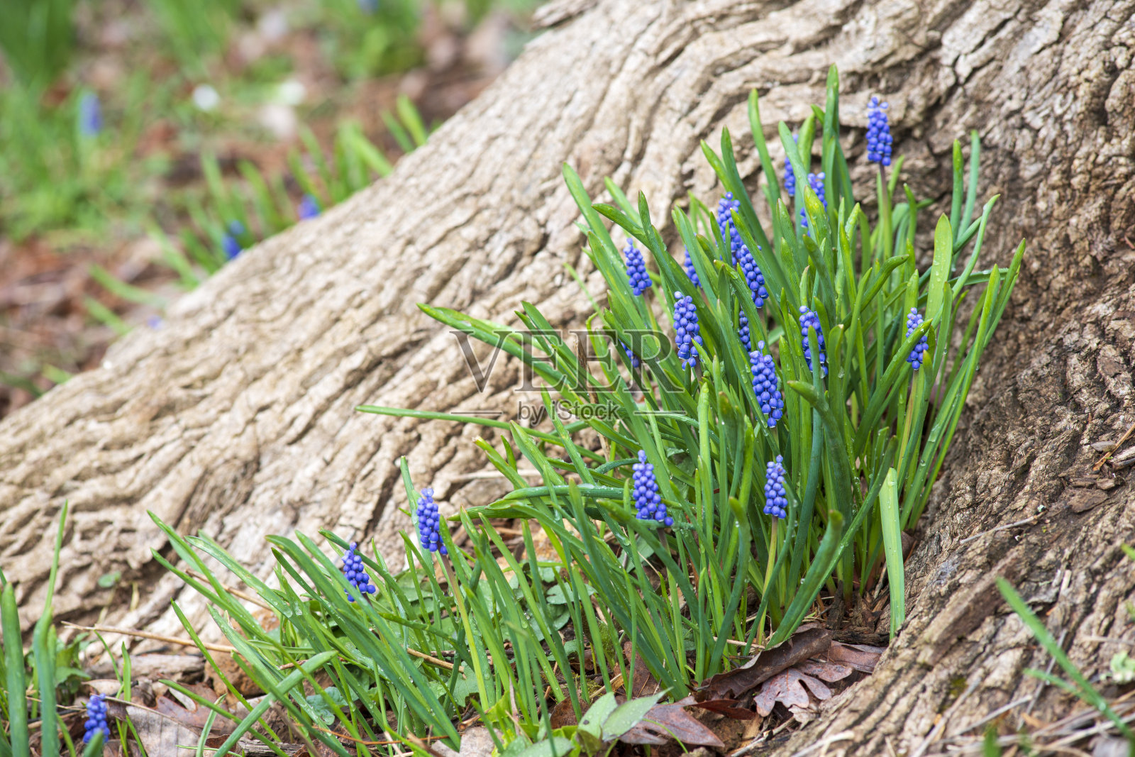 葡萄风信子由树根照片摄影图片