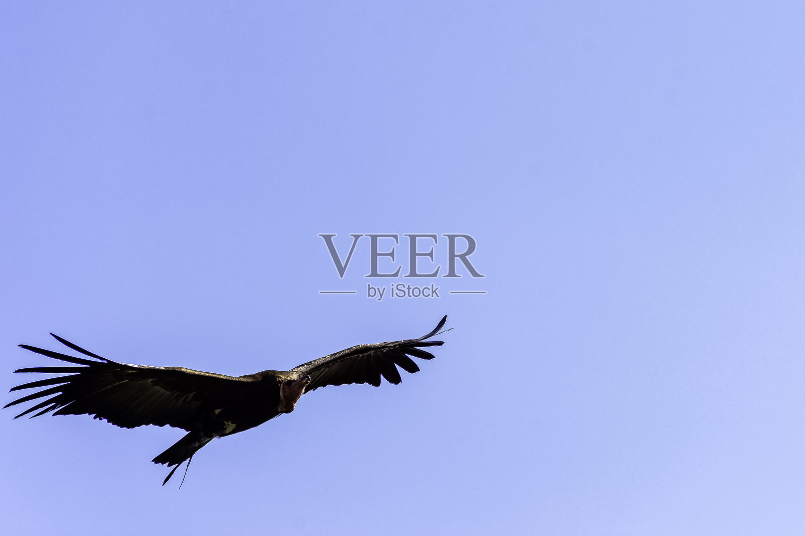 飞垂面秃鹰(秃鹰)，也称为努比亚秃鹰照片摄影图片