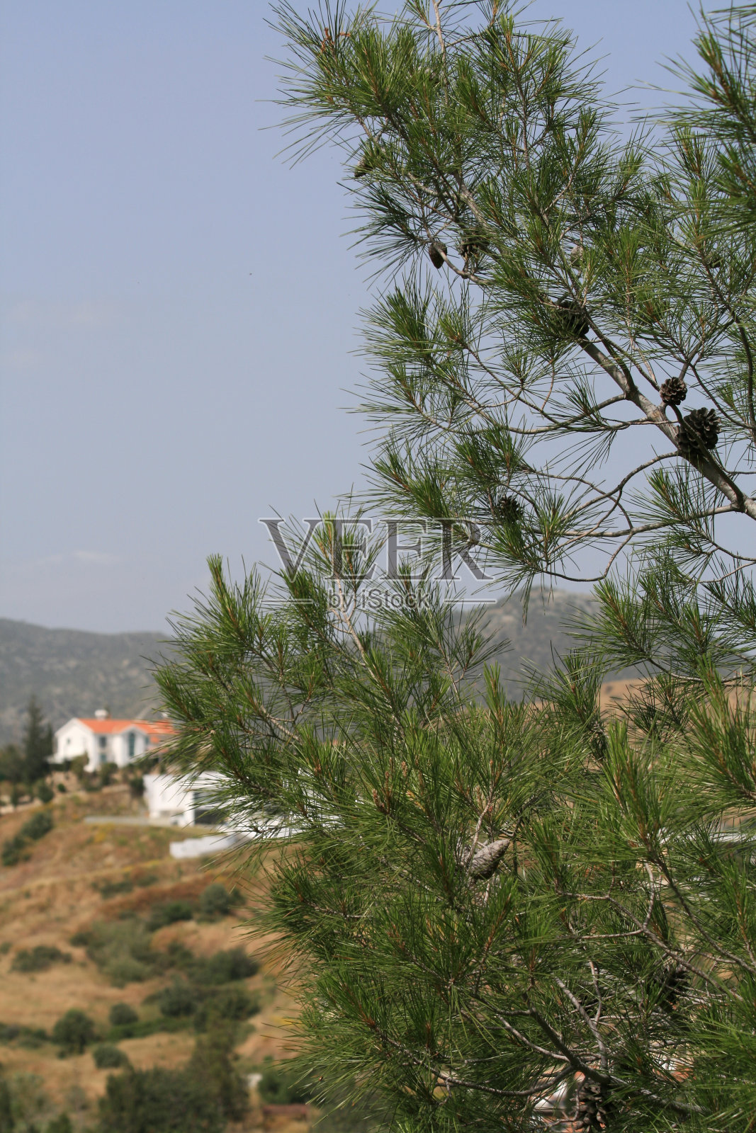 山上有松树照片摄影图片