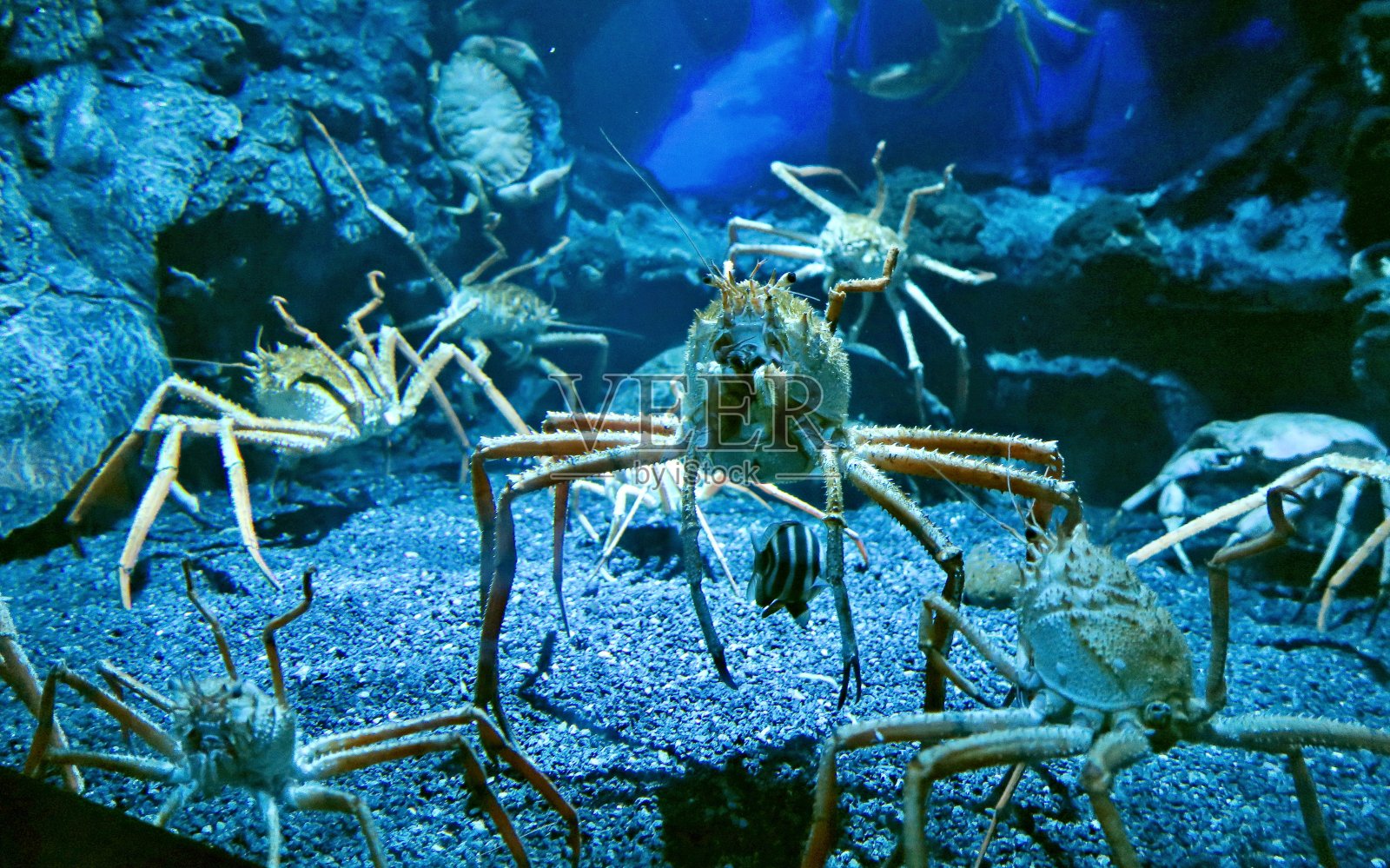 水族馆里的一群螃蟹照片摄影图片