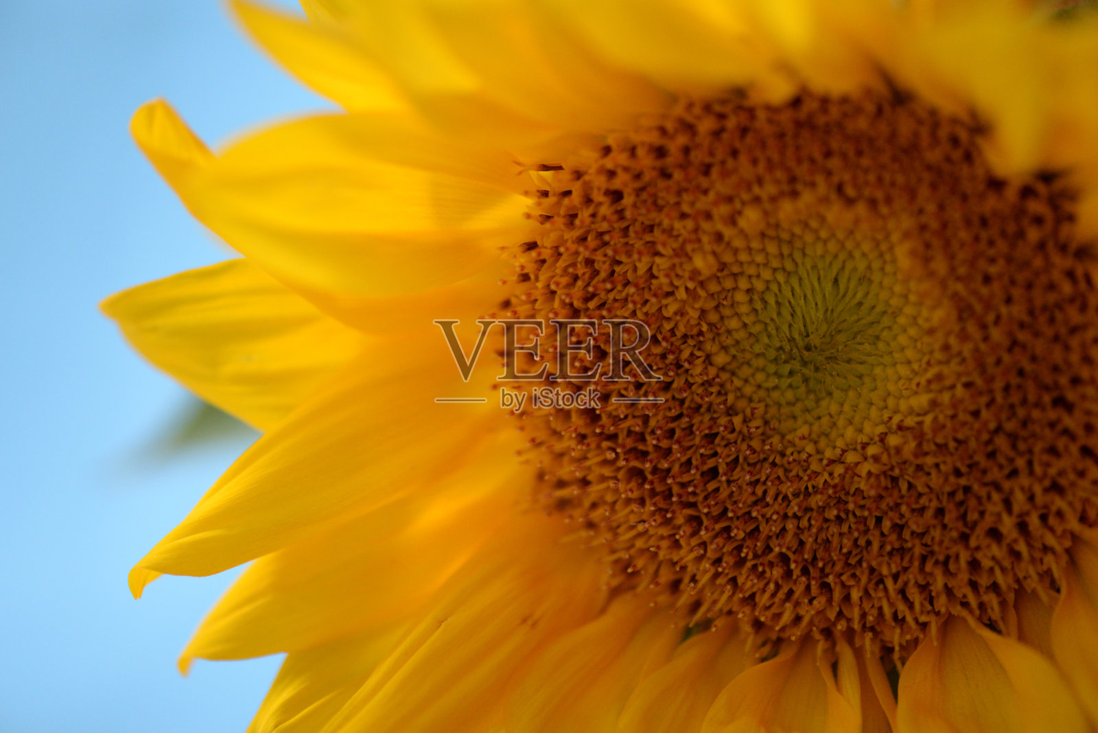 向日葵照片摄影图片