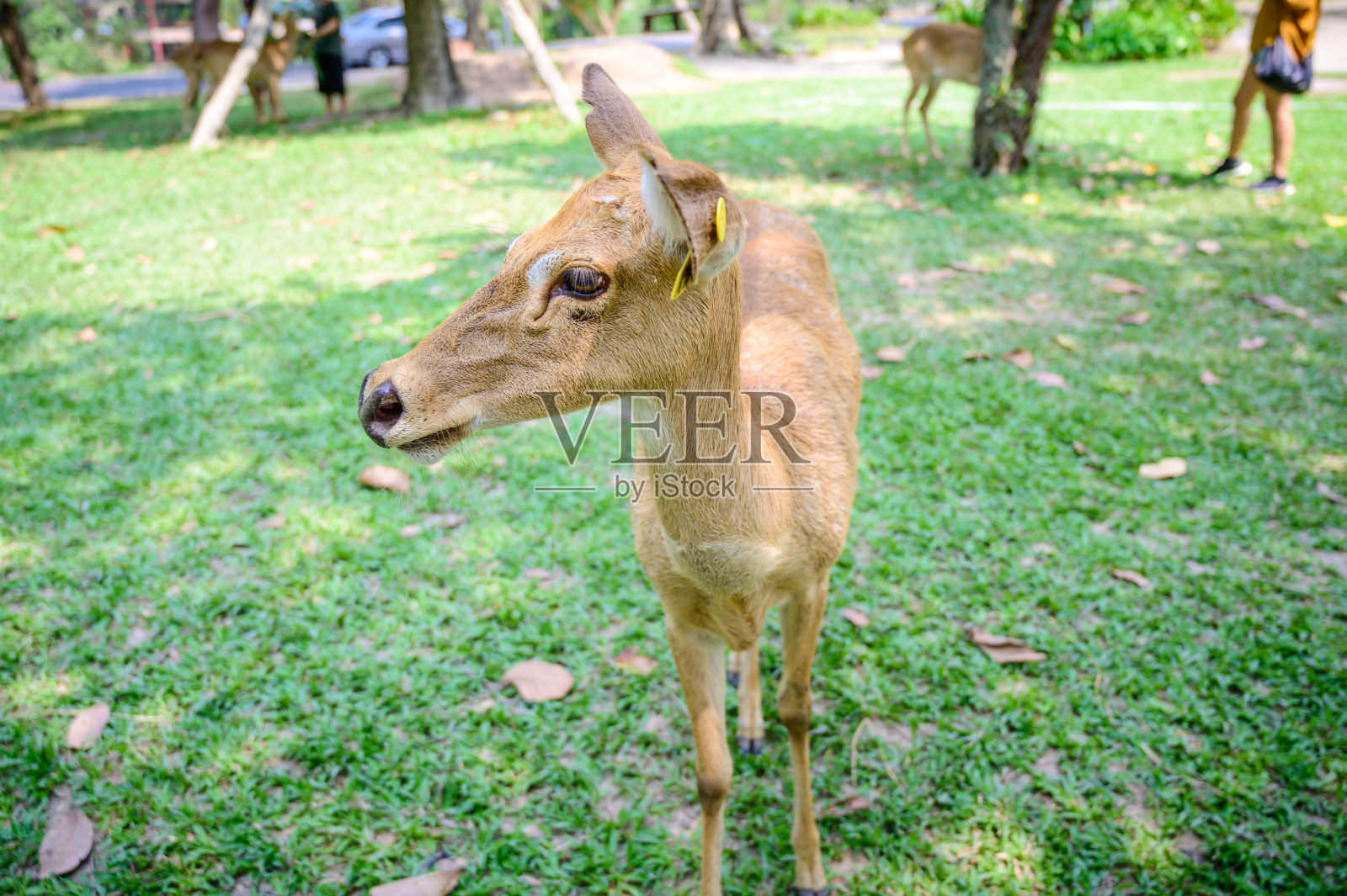 近距离观察国家公园里的鹿。照片摄影图片