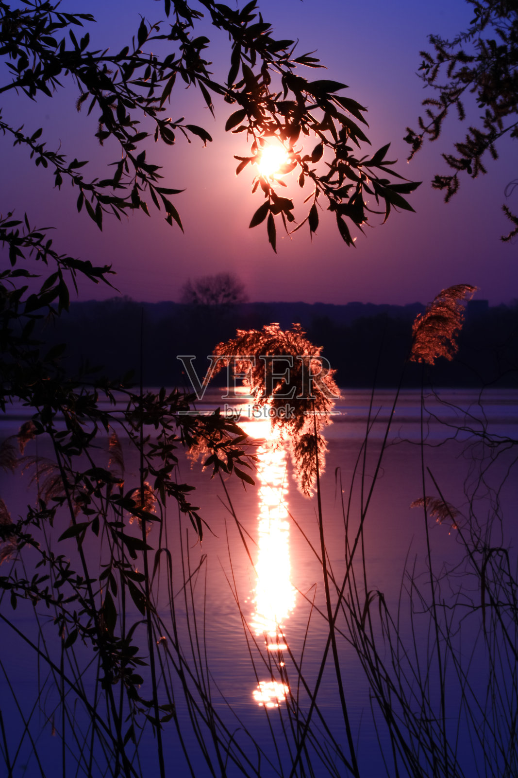 日出时分，美丽的蔬菜鸡毛掸子在溪边照片摄影图片