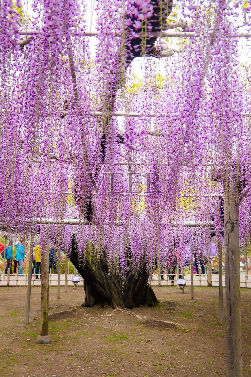 美丽的紫粉色紫藤花树，足利，日本枥木县。照片摄影图片