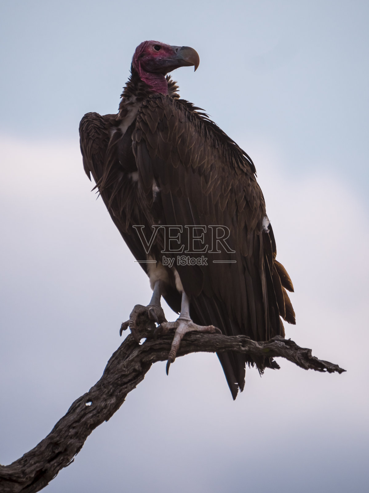史诗般的特写，垂面秃鹫在树枝上照片摄影图片
