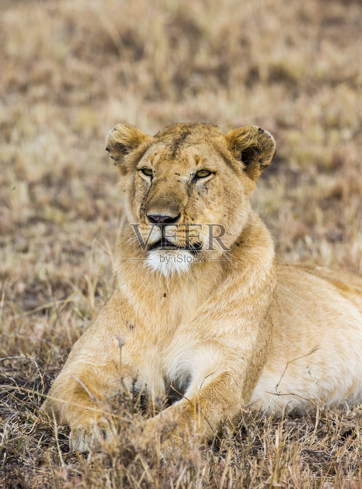 母狮照片摄影图片