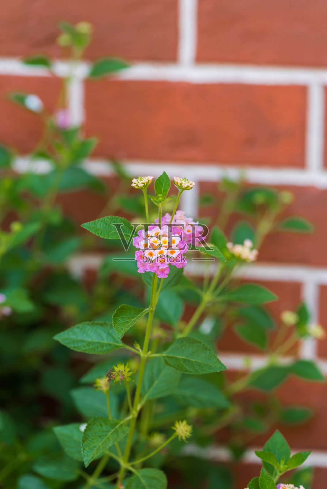 特写细节的粉红色和黄色玫瑰马缨丹花照片摄影图片