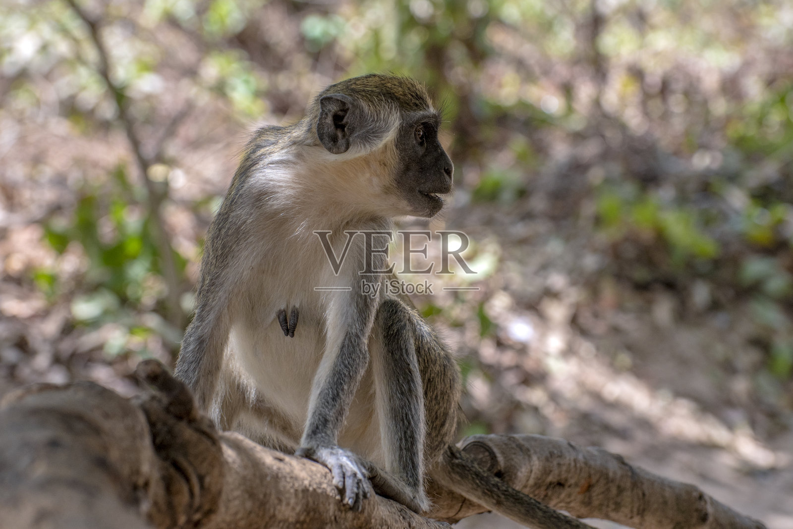 自然界中的斑点鬣狗，特写。西非照片摄影图片