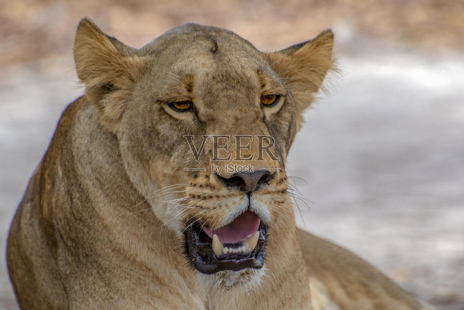 自然界中的斑点鬣狗，特写。西非照片摄影图片